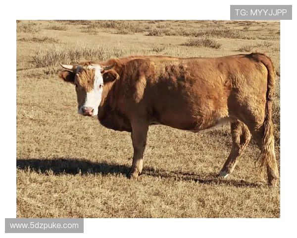 深入解析‘八牛’的含义及其文化背景